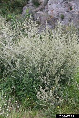 mugwort, Artemisia vulgaris  (Asterales: Asteraceae) - 5396592