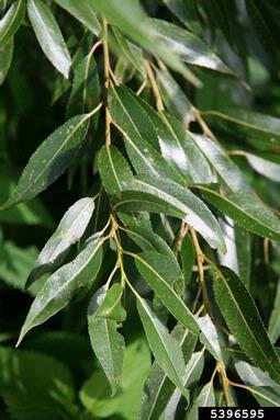 crack willow, Salix fragilis  (Salicales: Salicaceae) - 5396595