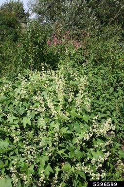 wild cucumber, Echinocystis lobata  (Violales: Cucurbitaceae) - 5396599