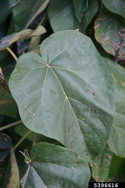 princesstree, Paulownia tomentosa  (Scrophulariales: Scrophulariaceae) - 5396616