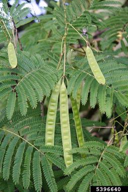 mimosa, Albizia julibrissin  (Fabales: Fabaceae (Leguminosae)) - 5396640