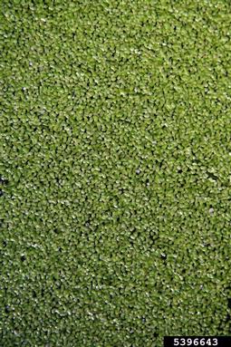 minute duckweed, Lemna minuta  (Arales: Lemnaceae) - 5396643