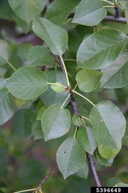 Mahaleb cherry, Prunus mahaleb  (Rosales: Rosaceae) - 5396649