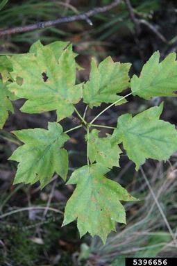 checkertree, Sorbus torminalis  (Rosales: Rosaceae) - 5396656