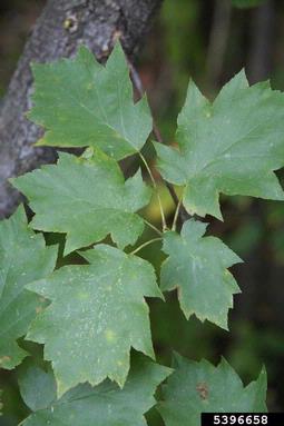 checkertree, Sorbus torminalis  (Rosales: Rosaceae) - 5396658