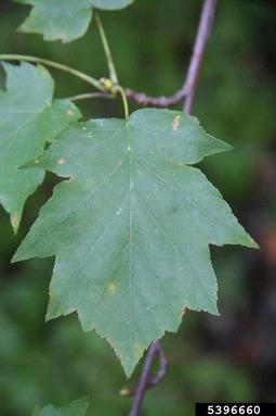 checkertree, Sorbus torminalis  (Rosales: Rosaceae) - 5396660