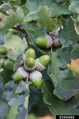 downy oak, Quercus pubescens  (Fagales: Fagaceae) - 5396682