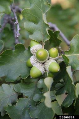 downy oak, Quercus pubescens  (Fagales: Fagaceae) - 5396684