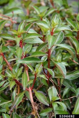 floating waterprimrose, Ludwigia repens  (Myrtales: Onagraceae) - 5396692
