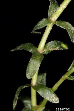 common elodea, Elodea canadensis  (Hydrocharitales: Hydrocharitaceae) - 5396702