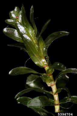 common elodea, Elodea canadensis  (Hydrocharitales: Hydrocharitaceae) - 5396704