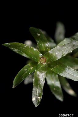 common elodea, Elodea canadensis  (Hydrocharitales: Hydrocharitaceae) - 5396707