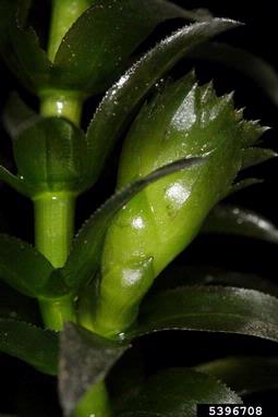 Brazilian waterweed, Egeria densa  (Hydrocharitales: Hydrocharitaceae) - 5396708