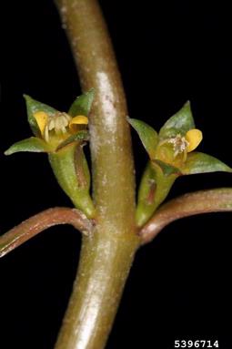floating waterprimrose, Ludwigia repens  (Myrtales: Onagraceae) - 5396714