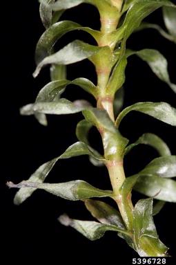western elodea, Elodea nuttallii  (Hydrocharitales: Hydrocharitaceae) - 5396728