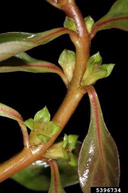 waterpurslane, Ludwigia palustris  (Myrtales: Onagraceae) - 5396734