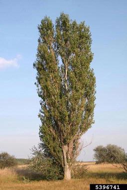 Lombardy poplar, Populus nigra  (Salicales: Salicaceae) - 5396741