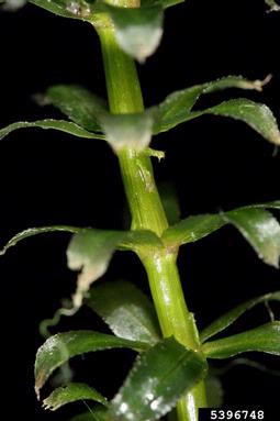 hydrilla, Hydrilla verticillata  (Hydrocharitales: Hydrocharitaceae) - 5396748