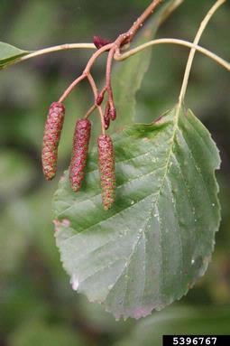 European alder, Alnus glutinosa  (Fagales: Betulaceae) - 5396767