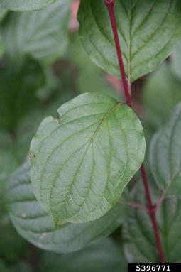 bloodtwig dogwood, Cornus sanguinea  (Cornales: Cornaceae) - 5396771