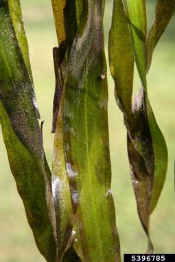 eelgrass, Vallisneria gigantea  (Hydrocharitales: Hydrocharitaceae) - 5396785