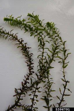 western elodea, Elodea nuttallii  (Hydrocharitales: Hydrocharitaceae) - 5396791