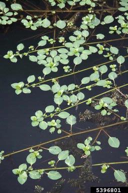 creeping waterprimrose, Ludwigia peploides  (Myrtales: Onagraceae) - 5396801