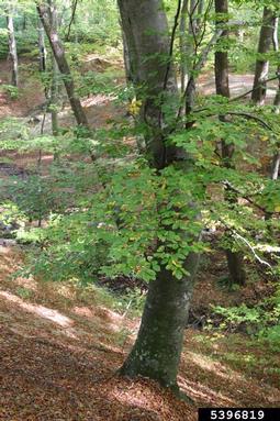 European beech, Fagus sylvatica  (Fagales: Fagaceae) - 5396819