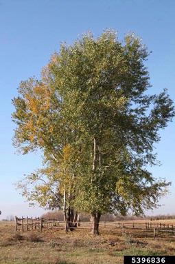 white poplar, Populus alba  (Salicales: Salicaceae) - 5396836