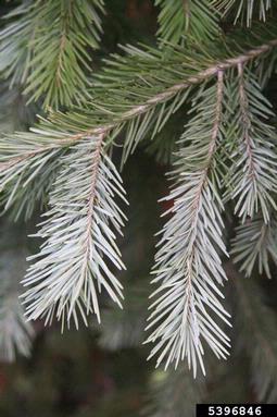 Rocky Mountain Douglas-Fir, Pseudotsuga menziesii var. glauca (Pinales: Pinaceae) - 5396846