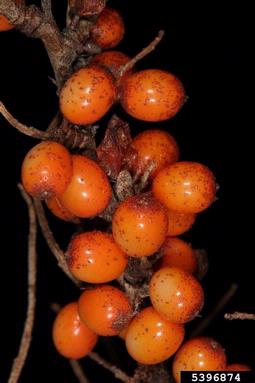 sea buckthorn, Hippophae rhamnoides  (Rhamnales: Elaeagnaceae) - 5396874