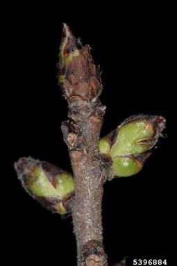 February daphne, Daphne mezereum  (Myrtales: Thymelaeaceae) - 5396884