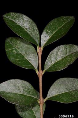 California privet, Ligustrum ovalifolium  (Scrophulariales: Oleaceae) - 5396919