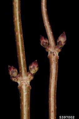 red elderberry, Sambucus racemosa  (Dipsacales: Caprifoliaceae) - 5397002