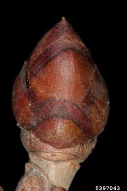 red horsechestnut, Aesculus x carnea  (Sapindales: Hippocastanaceae) - 5397043