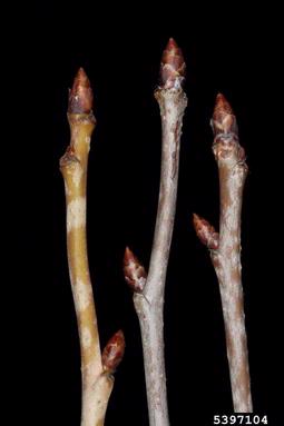 sweet cherry, Prunus avium  (Rosales: Rosaceae) - 5397104
