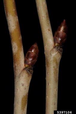 sweet cherry, Prunus avium  (Rosales: Rosaceae) - 5397106