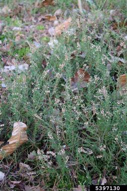 heather, Calluna vulgaris  (Ericales: Ericaceae) - 5397130