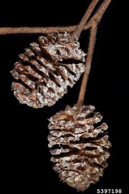 green alder, Alnus viridis  (Fagales: Betulaceae) - 5397198