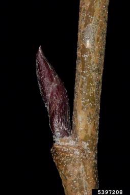 green alder, Alnus viridis  (Fagales: Betulaceae) - 5397208