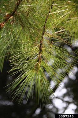 eastern white pine, Pinus strobus  (Pinales: Pinaceae) - 5397245