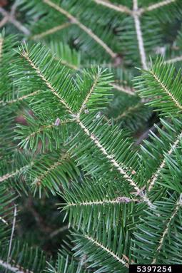Grecian fir, Abies cephalonica  (Pinales: Pinaceae) - 5397254