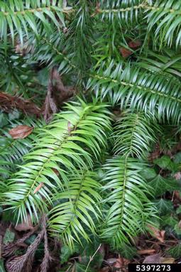 Chinese fir, Cunninghamia lanceolata  (Pinales: Taxodiaceae) - 5397273