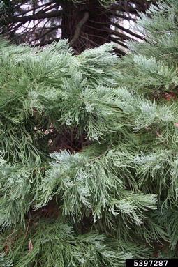 giant sequoia, Sequoiadendron giganteum  (Pinales: Taxodiaceae) - 5397287