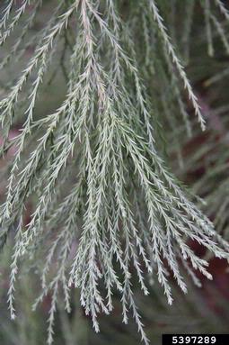 giant sequoia, Sequoiadendron giganteum  (Pinales: Taxodiaceae) - 5397289