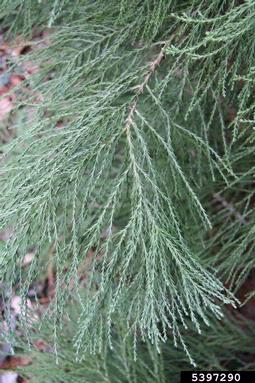 giant sequoia, Sequoiadendron giganteum  (Pinales: Taxodiaceae) - 5397290