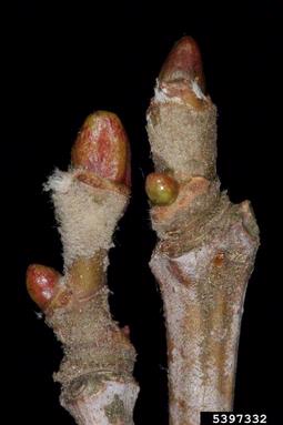 American sycamore, Platanus occidentalis  (Hamamelidales: Platanaceae) - 5397332