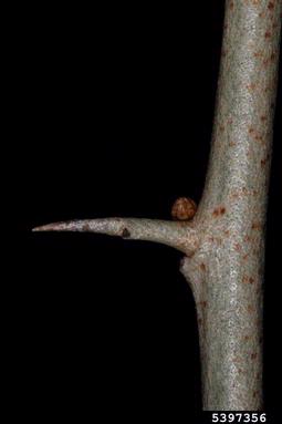 autumn-olive, Elaeagnus umbellata  (Rhamnales: Elaeagnaceae) - 5397356