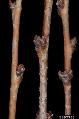 dwarf Russian almond, Prunus tenella  (Rosales: Rosaceae) - 5397365