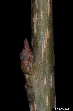 European bird cherry, Prunus padus  (Rosales: Rosaceae) - 5397406